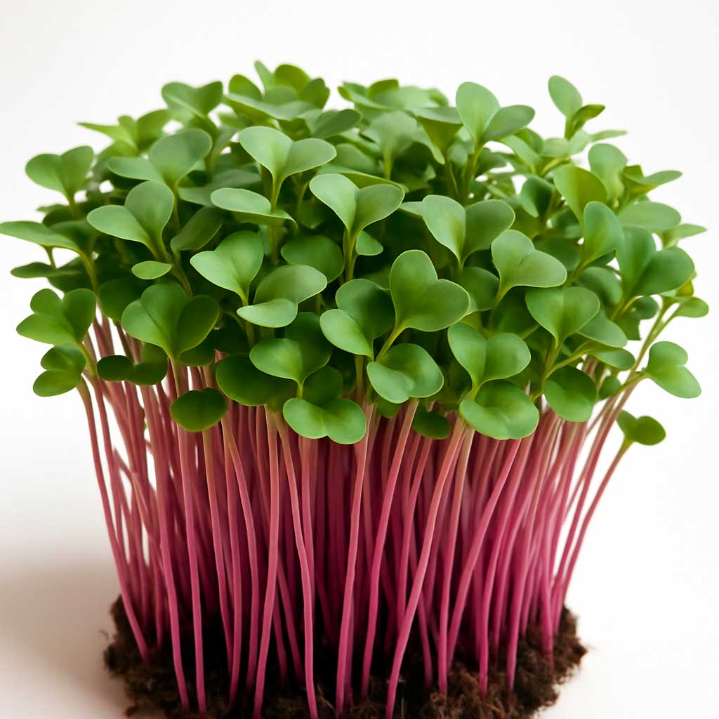 Pink Kohlrabi mikrogrønt