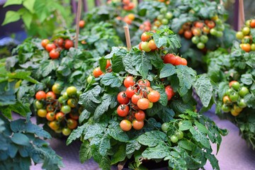 cherry tomat