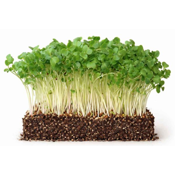 kale black tuscany Palmekål