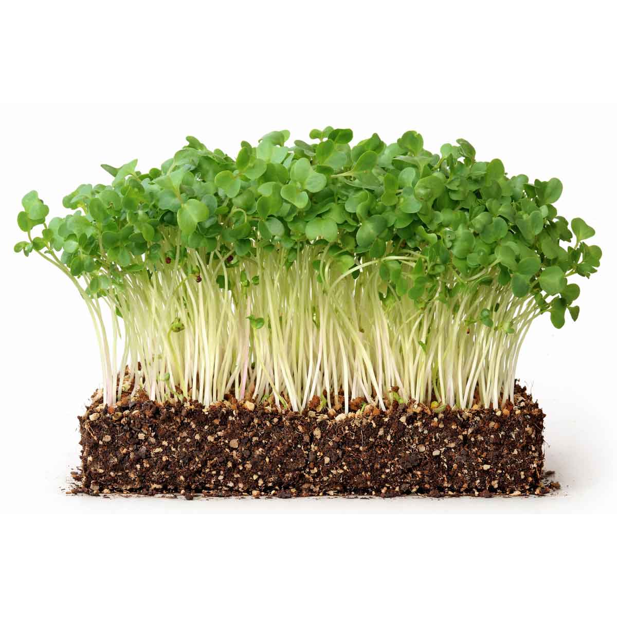 kale black tuscany Palmekål