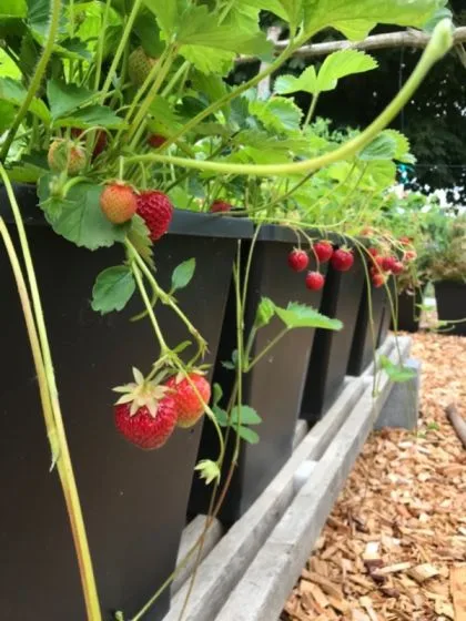 ABC Plant Growers