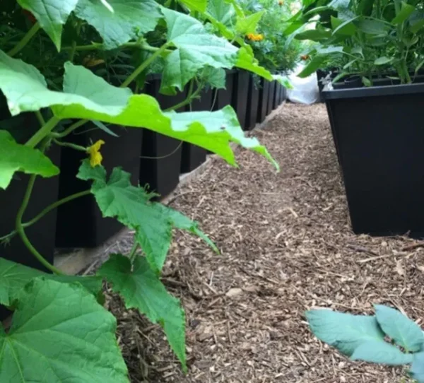 plante growers