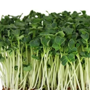 Økologiske grønne Daikon radisefrø