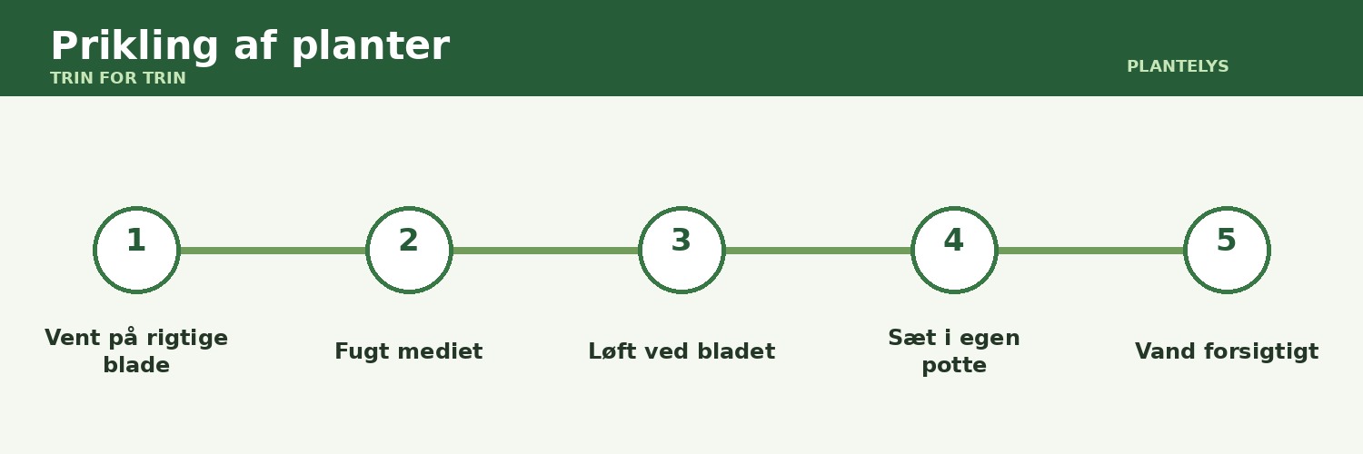 Prikling af planter vist som trin-for-trin-guide